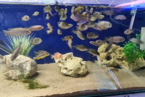 Cichlid For Sale in the UK