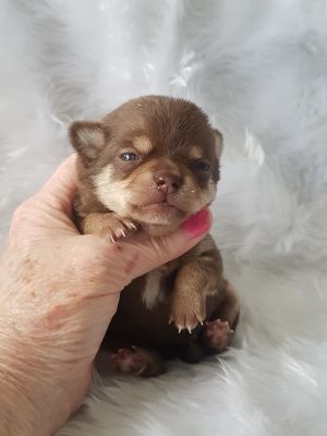Cute Chihuahua For Sale