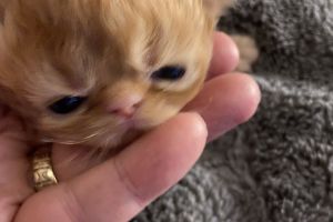 Beautiful persian kittens for sale