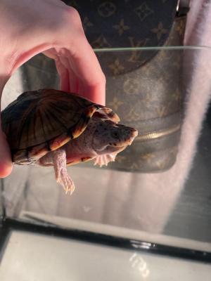 Turtle For Sale in Great Britain