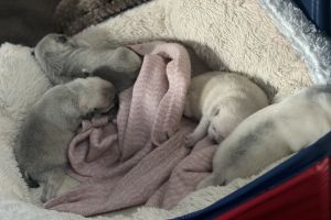 4 beautiful pug puppies