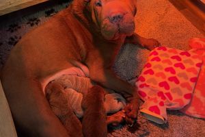 Beautiful shar pei puppies for sale