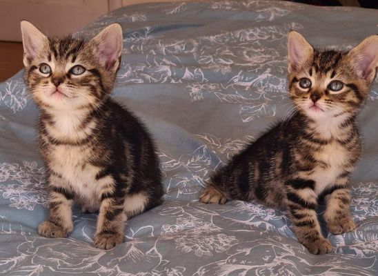coon X Bengal kittens for sale |
