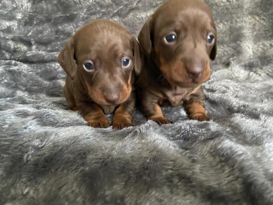 Miniature Dachshund Dogs Breed