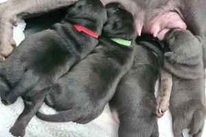 Chunky Staffordshire bull terrier pups for sale