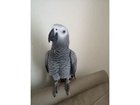 african-grey For Sale in the UK