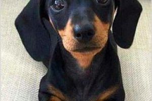 Dachshund Wanted in the UK