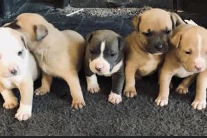 XL Bully puppies For Sale