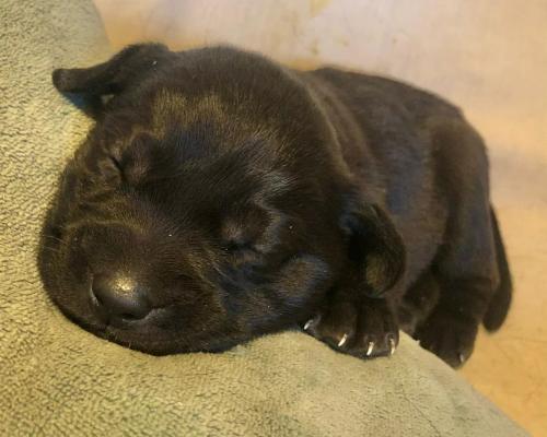 1 Beautiful little black lab boy | UKPets