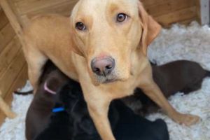 Labrador chunky puppies for sale