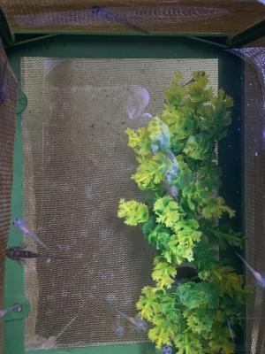 Baby Axolotl For Sale Ukpets