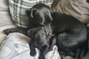 patterdale dogs