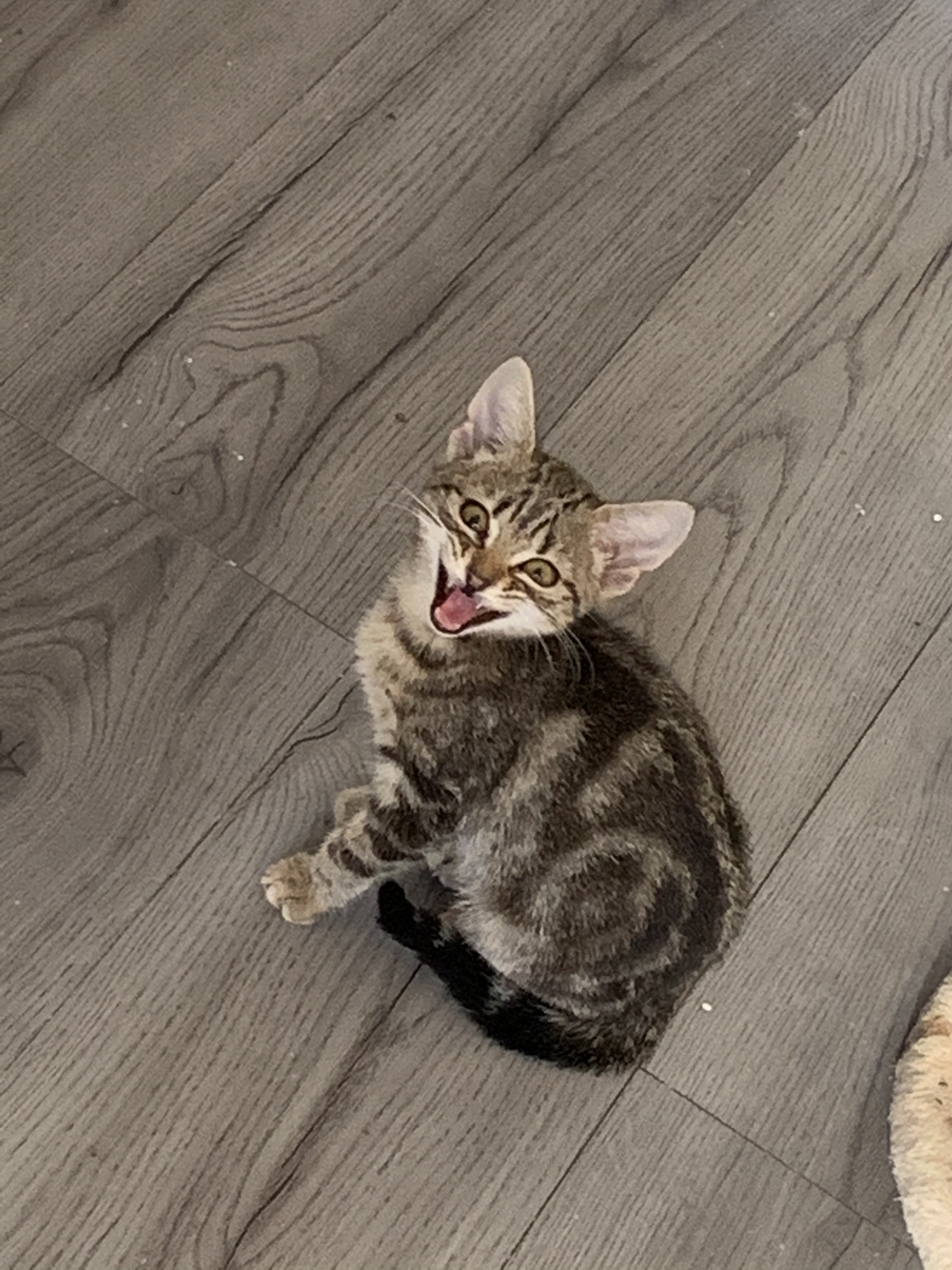 2 calico X tabby male kittens available UKPets