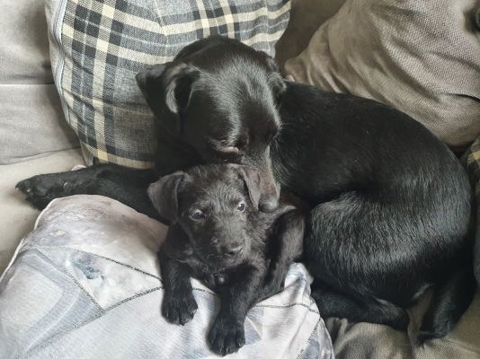 Patterdale Terrier For Sale in Great Britain