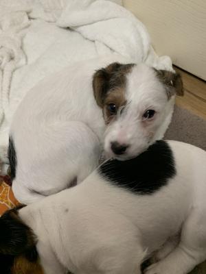 Jack Russell For Sale