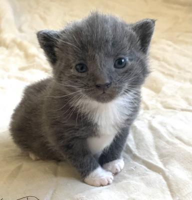 2 male grey kittens for sale | UKPets