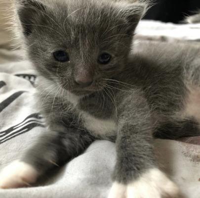 2 male grey kittens for sale | UKPets