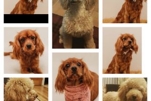 Cavapoo For Sale in the UK
