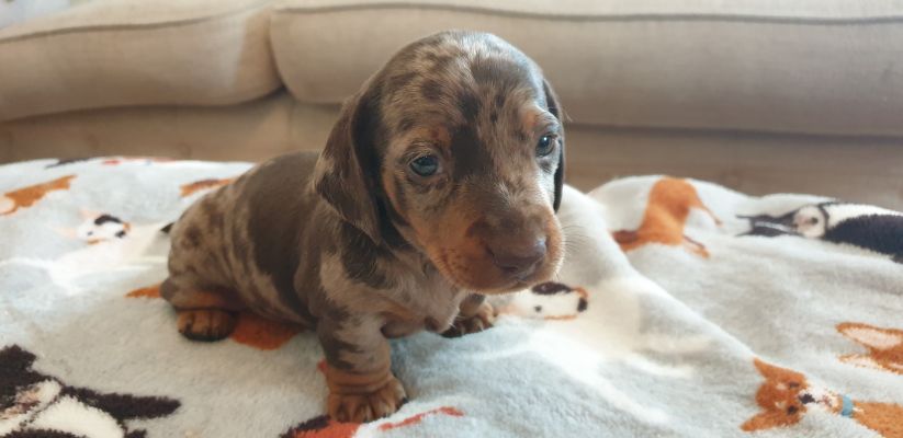 Rare mini dachshund pups for sale UKPets