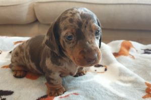 Rare mini dachshund pups for sale
