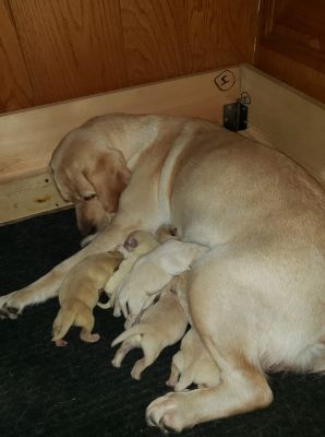 Labrador Retriever Dogs Breed