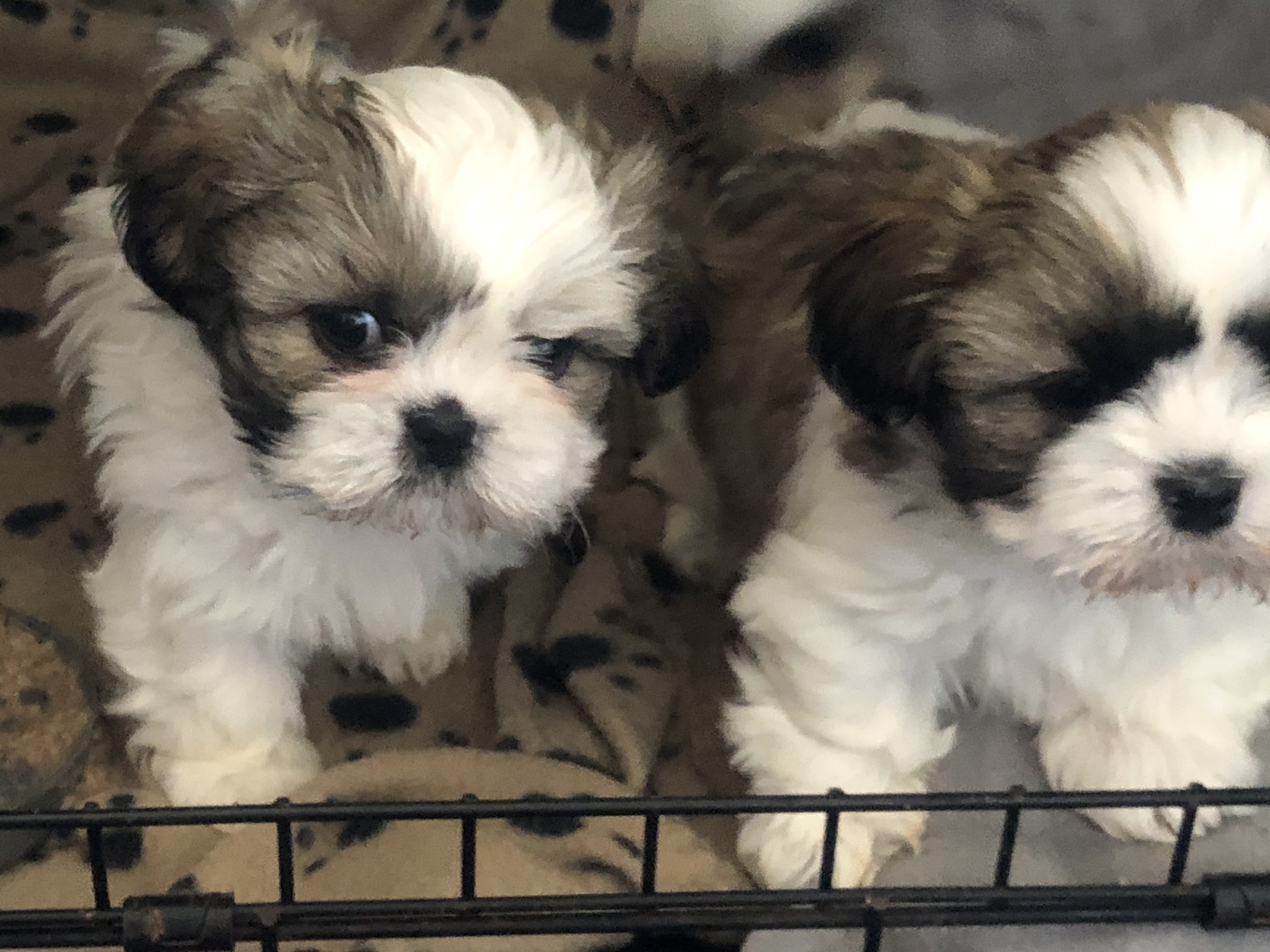 Imperial Shih tzu puppies for sale ready | UKPets