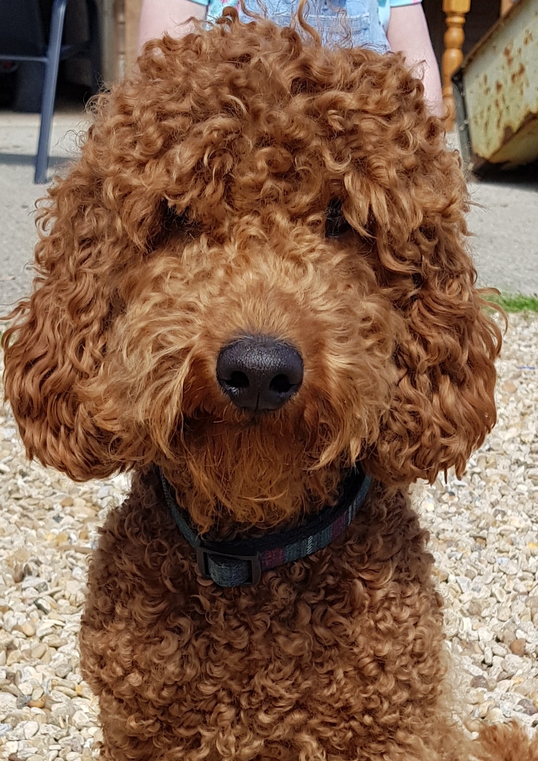 Rare Red F1b labradoodle Puppies | UKPets