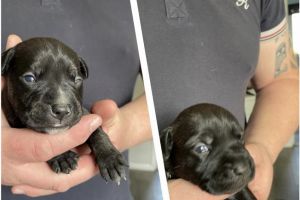 Staffy Crossed pups