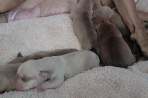 8 staff puppies for sale
