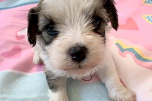 Cavachon For Sale in the UK