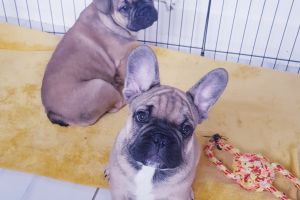 FRENCH BULLDOG PUPPIES *FLUFFY CARRIERS*