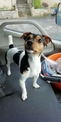 Jack Russell For Stud in the UK