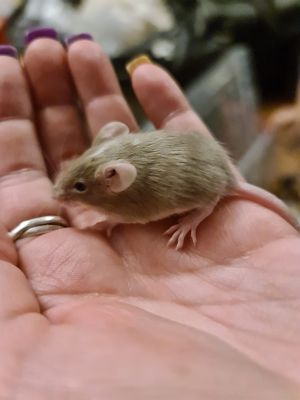 Mouse Rodents Breed