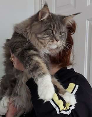 Beautiful Full bred Maine Coons available | UKPets