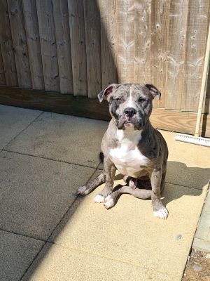 American classic merlin bully | UKPets