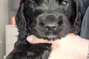 Pups are now all reserved. Pedigree Male Working Cocker Spaniel Puppies