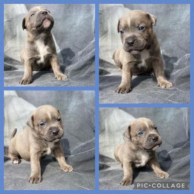 Xl Bully x Staffie puppies for sale | UKPets