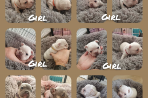 14 french bulldog puppies for sale