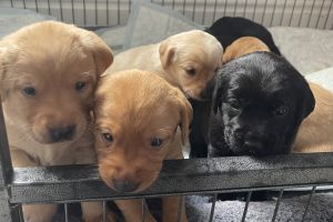 Labrador Retriever For Sale