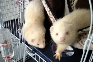 Albino Hob ferrets for stud only