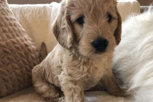 Golden Labradoodle puppies for sale