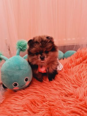 Cute Pomeranian For Sale