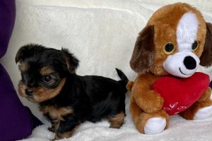 Yorkshire Terrier Dogs Breed