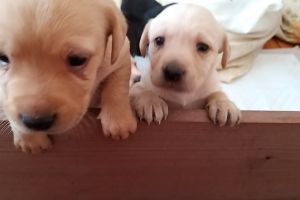 *URGENT  HOMES *   Daisy's beautiful mixed coloured puppies for sale