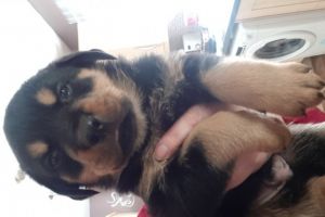 Rottweilers For Sale