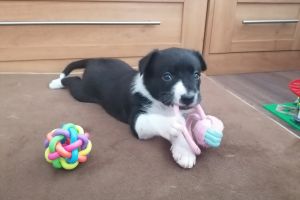 Beautiful KC and ISDS registered Border Collie puppies for sale