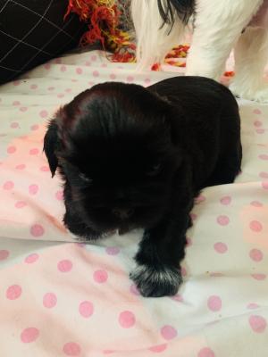 Lhasa Apso For Sale in the UK