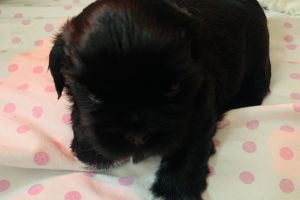 Lhasa Apso For Sale in the UK
