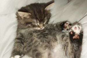 Male silver/grey tabby kitten for sale