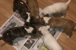 Miniature English Bull Terrier Puppies for Sale